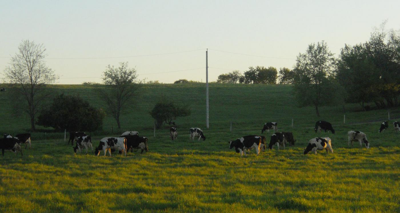 Sassy Cow Creamery cows